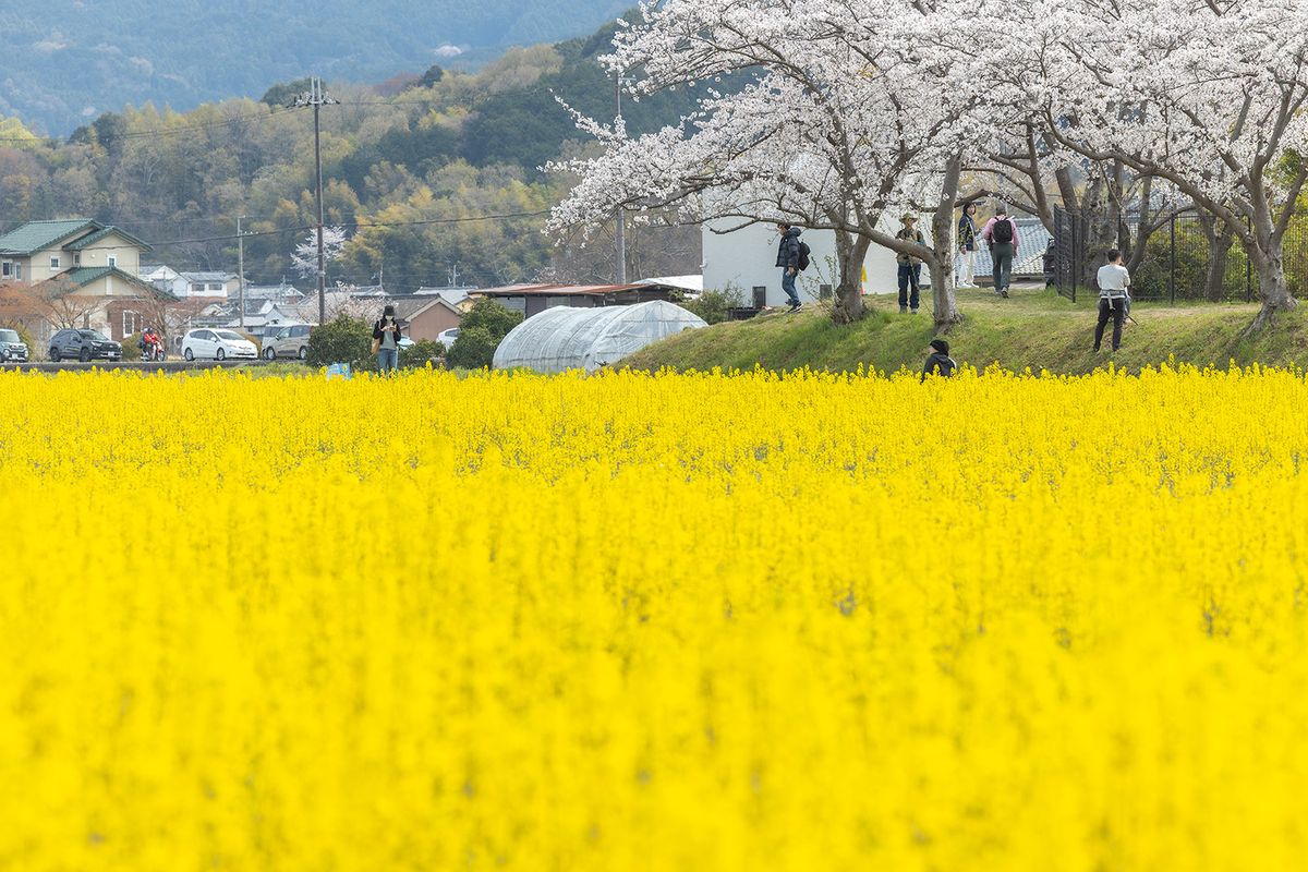 奈良県藤原宮跡の桜