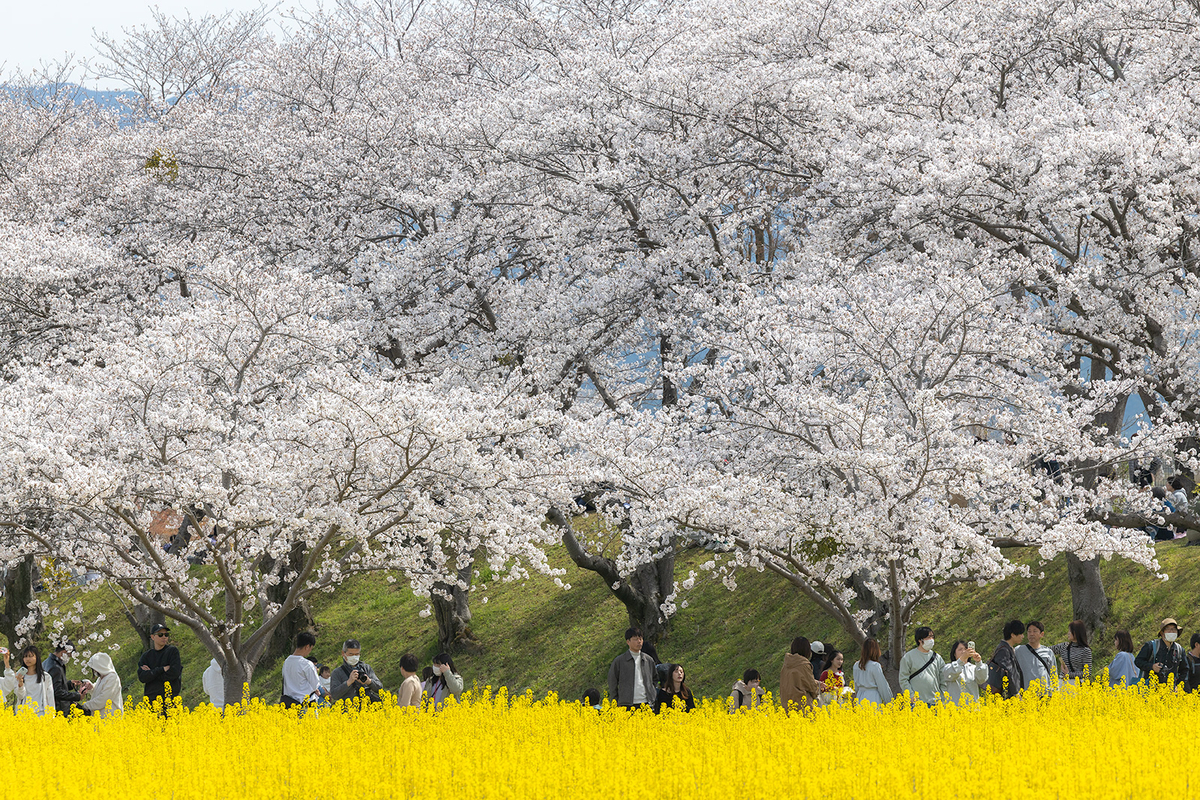 奈良県藤原宮跡の桜