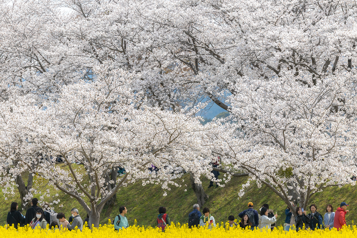 奈良県藤原宮跡の桜