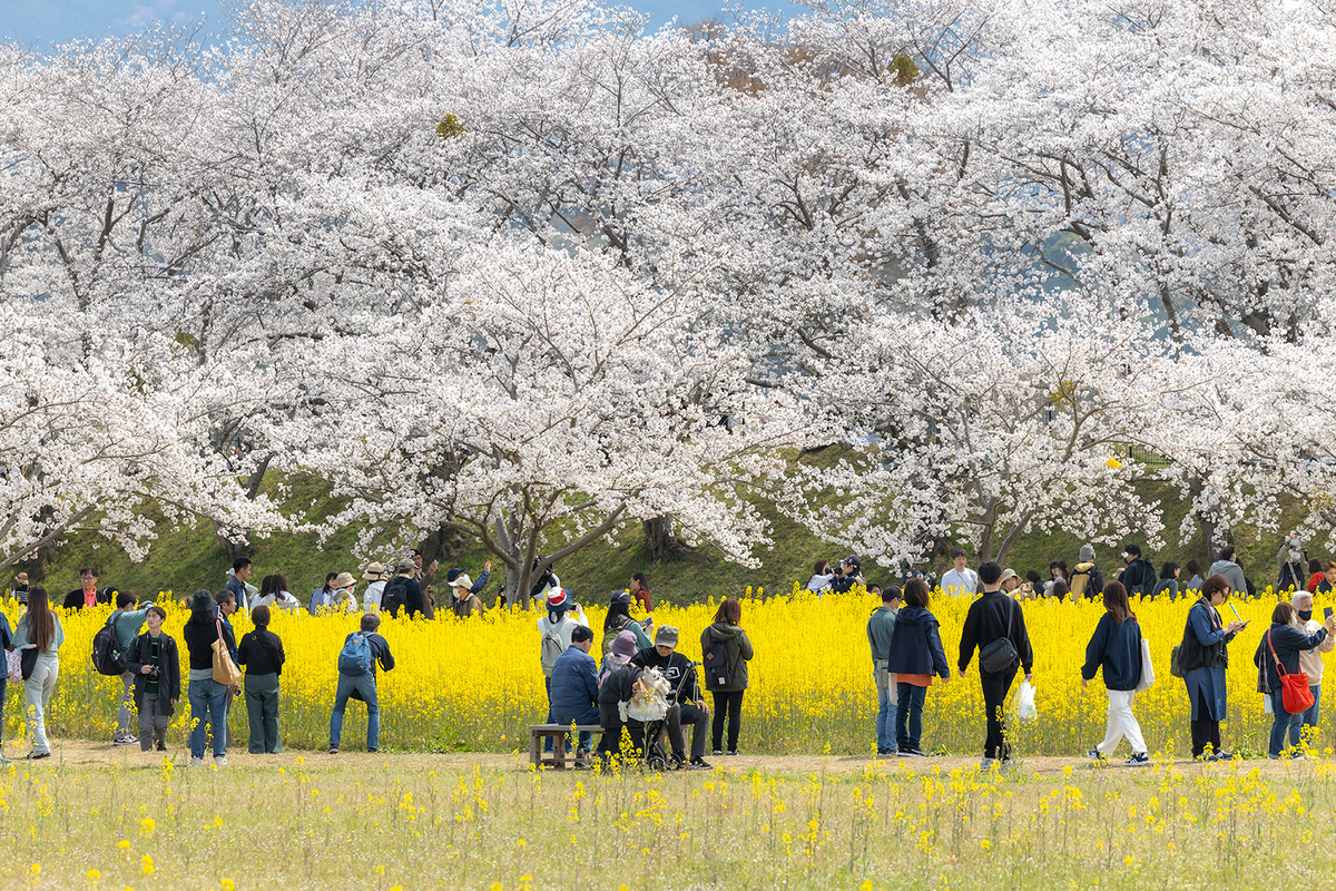 奈良県藤原宮跡の桜