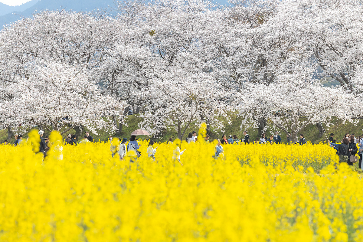 奈良県藤原宮跡の桜