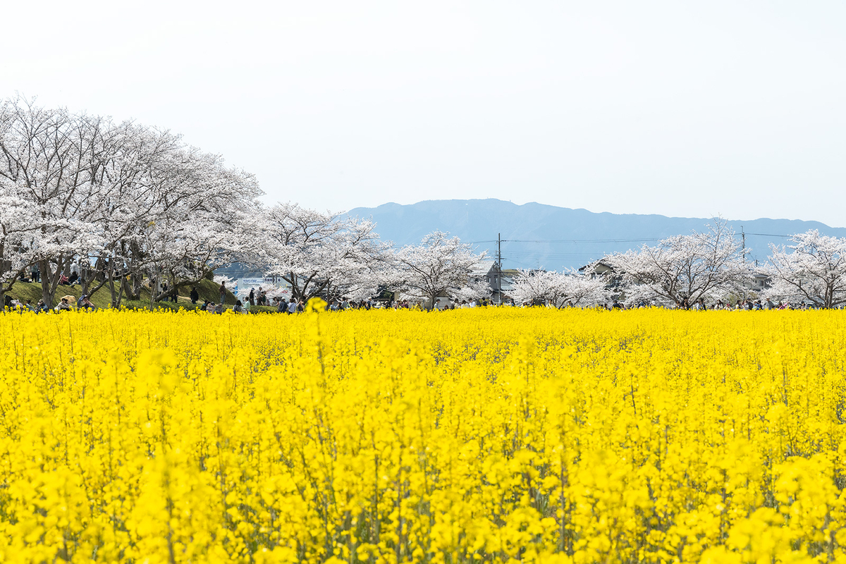 奈良県藤原宮跡の桜
