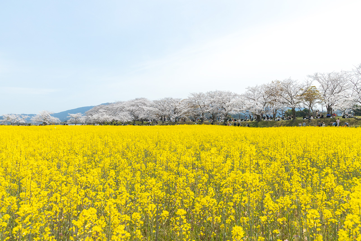 奈良県藤原宮跡の桜
