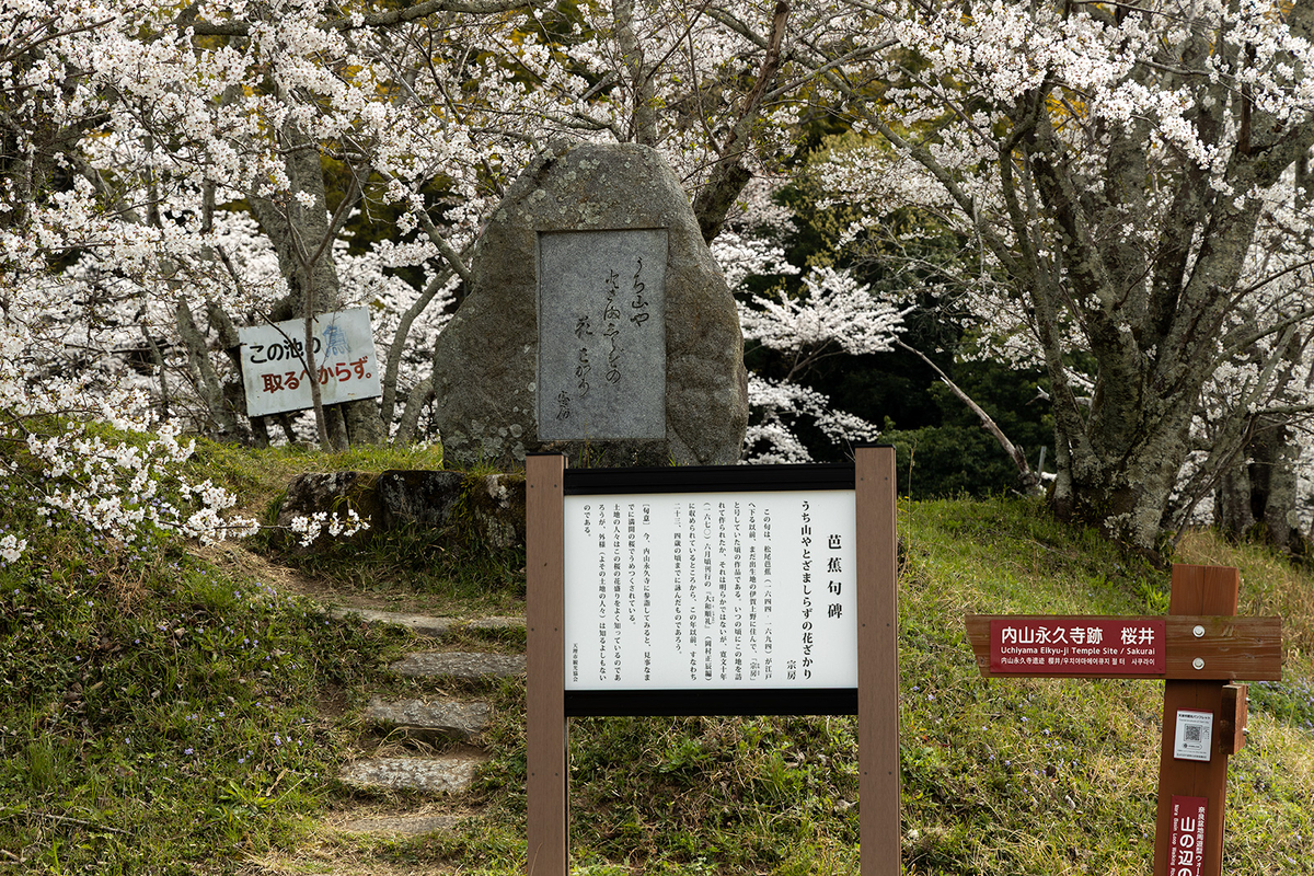内山永久寺跡の桜