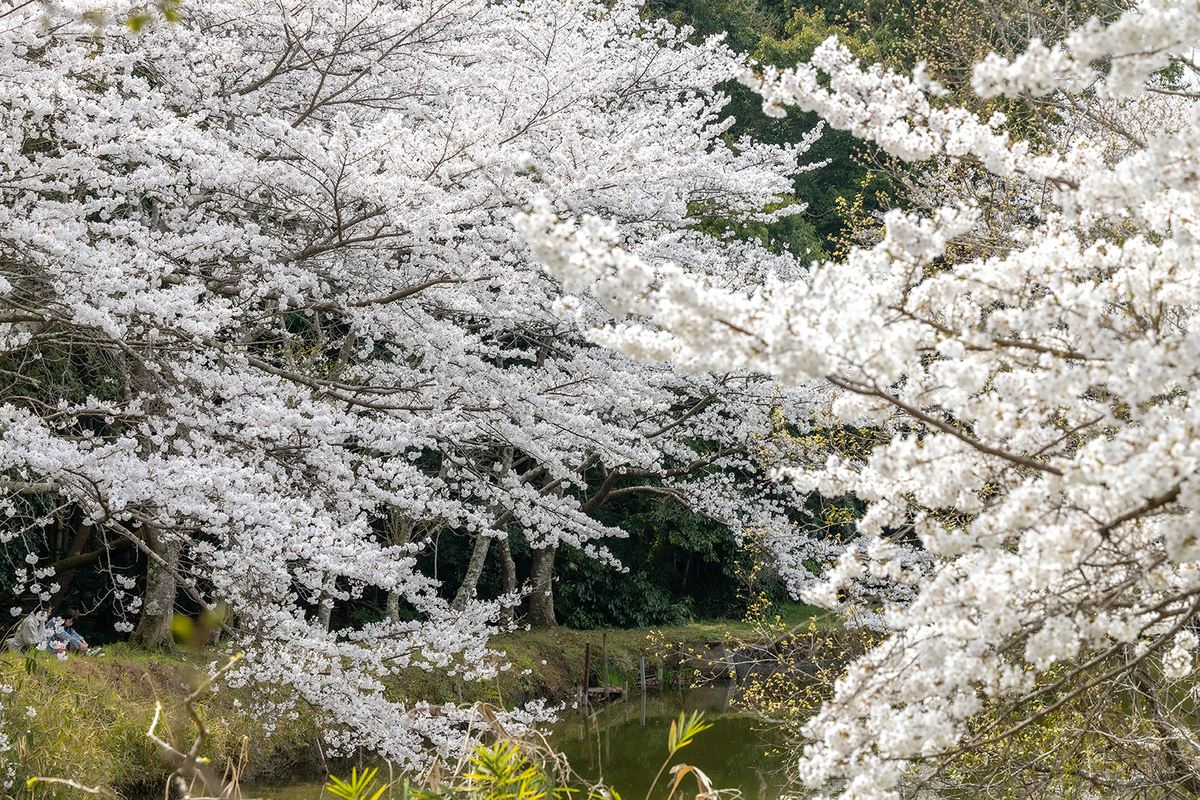 内山永久寺跡の桜