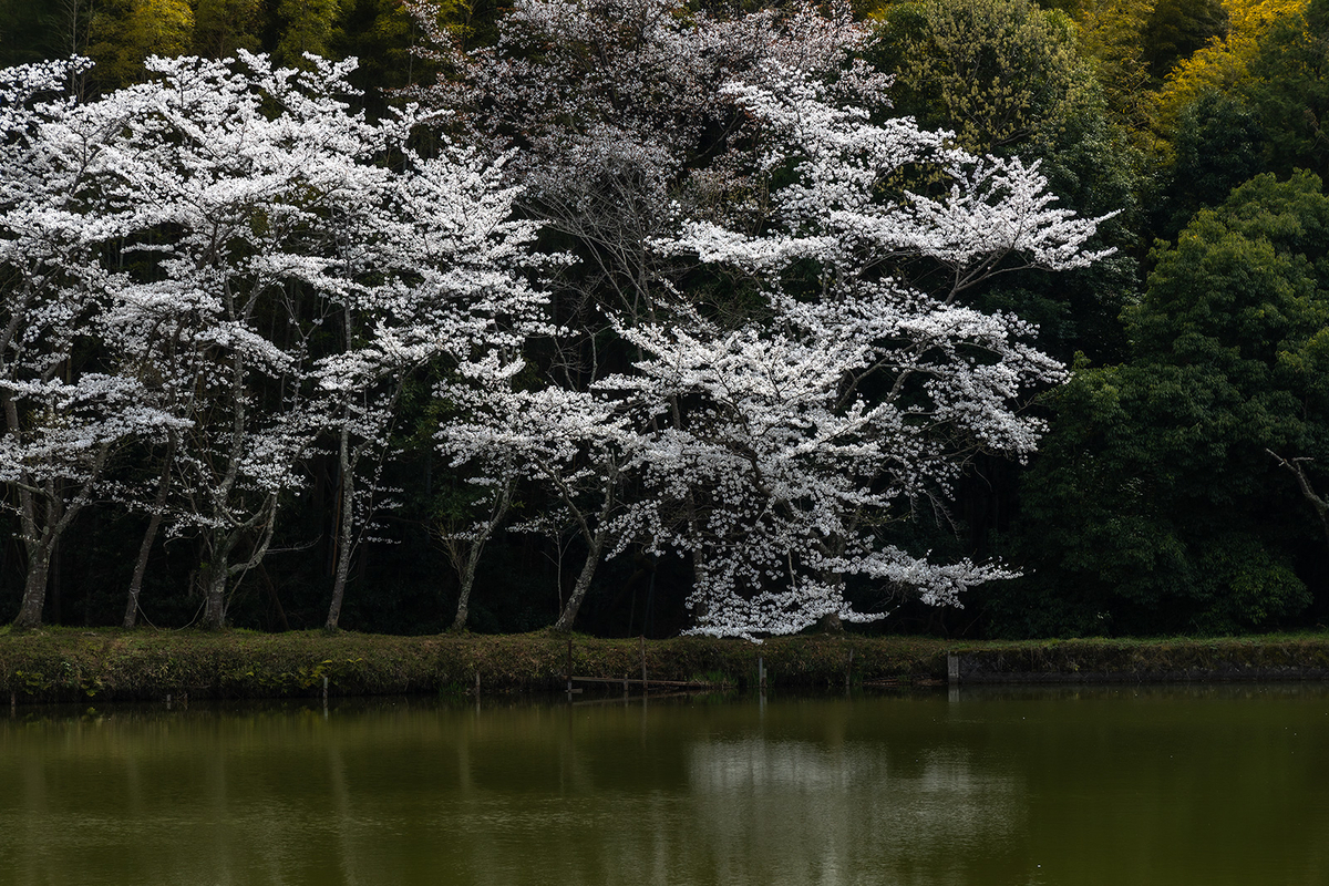 内山永久寺跡の桜