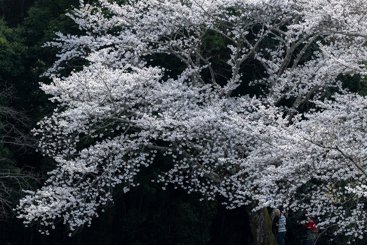 内山永久寺跡の桜