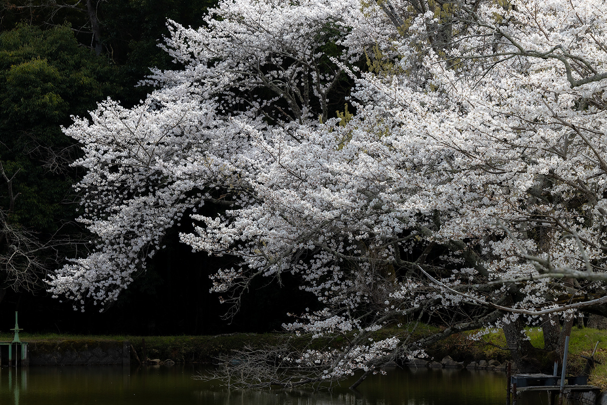 内山永久寺跡の桜
