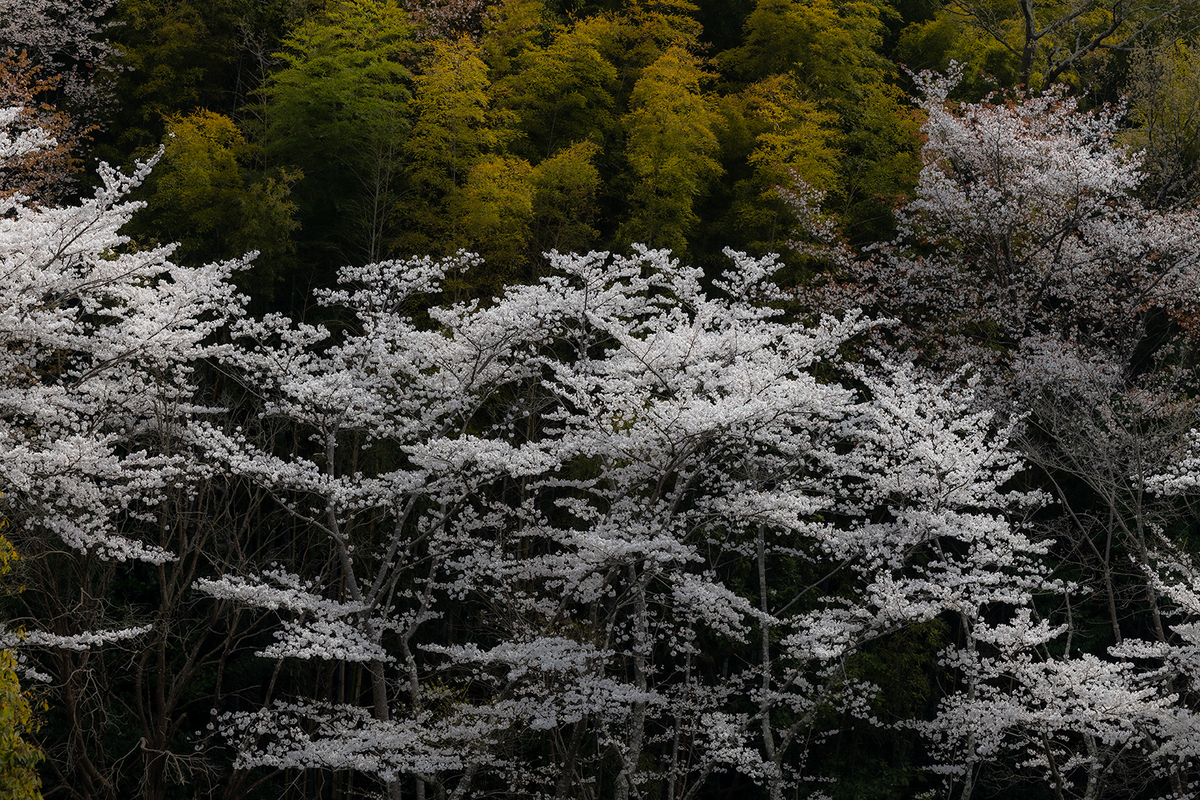 内山永久寺跡の桜