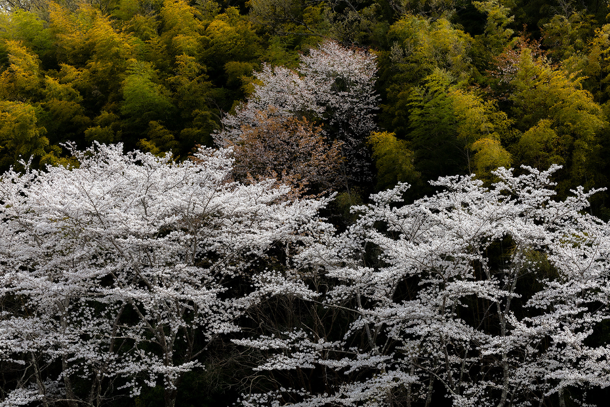 内山永久寺跡の桜