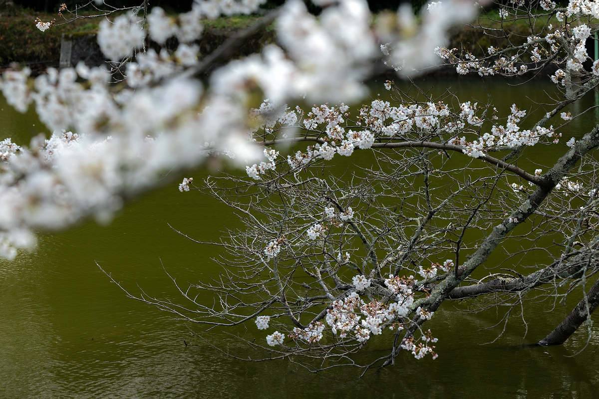 内山永久寺跡の桜