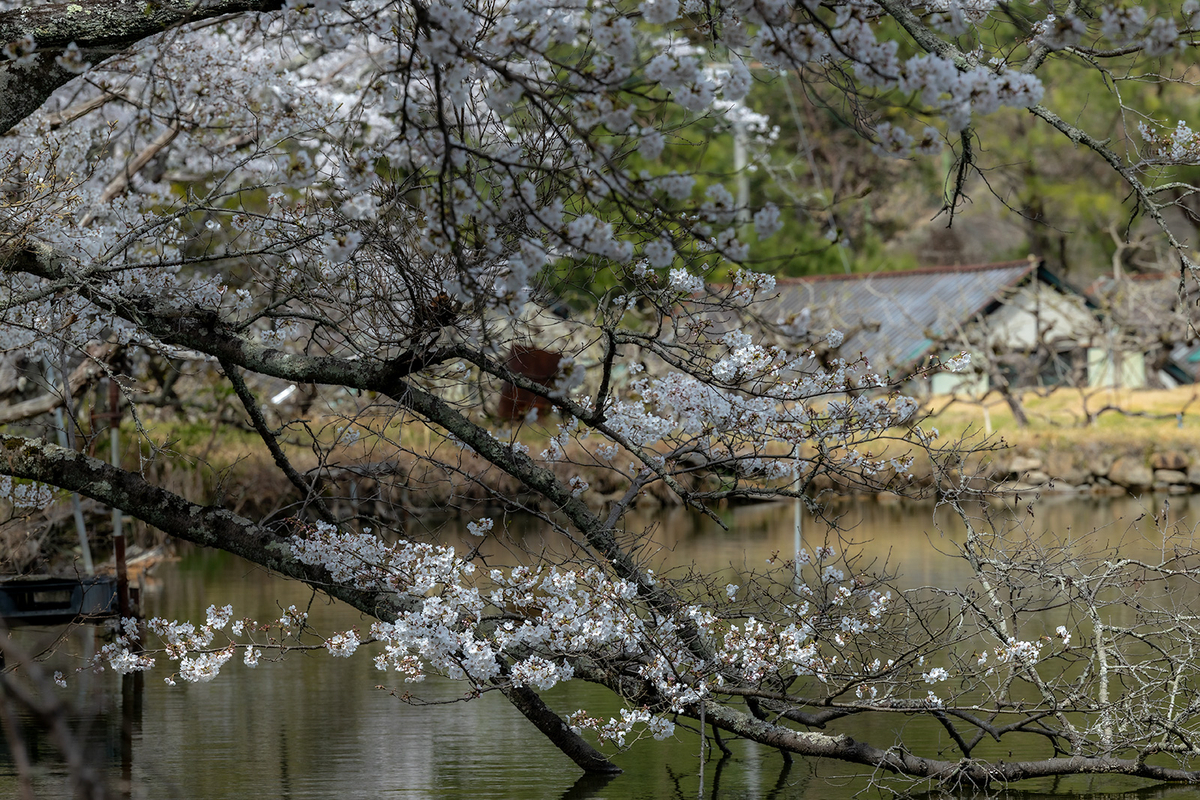 内山永久寺跡の桜