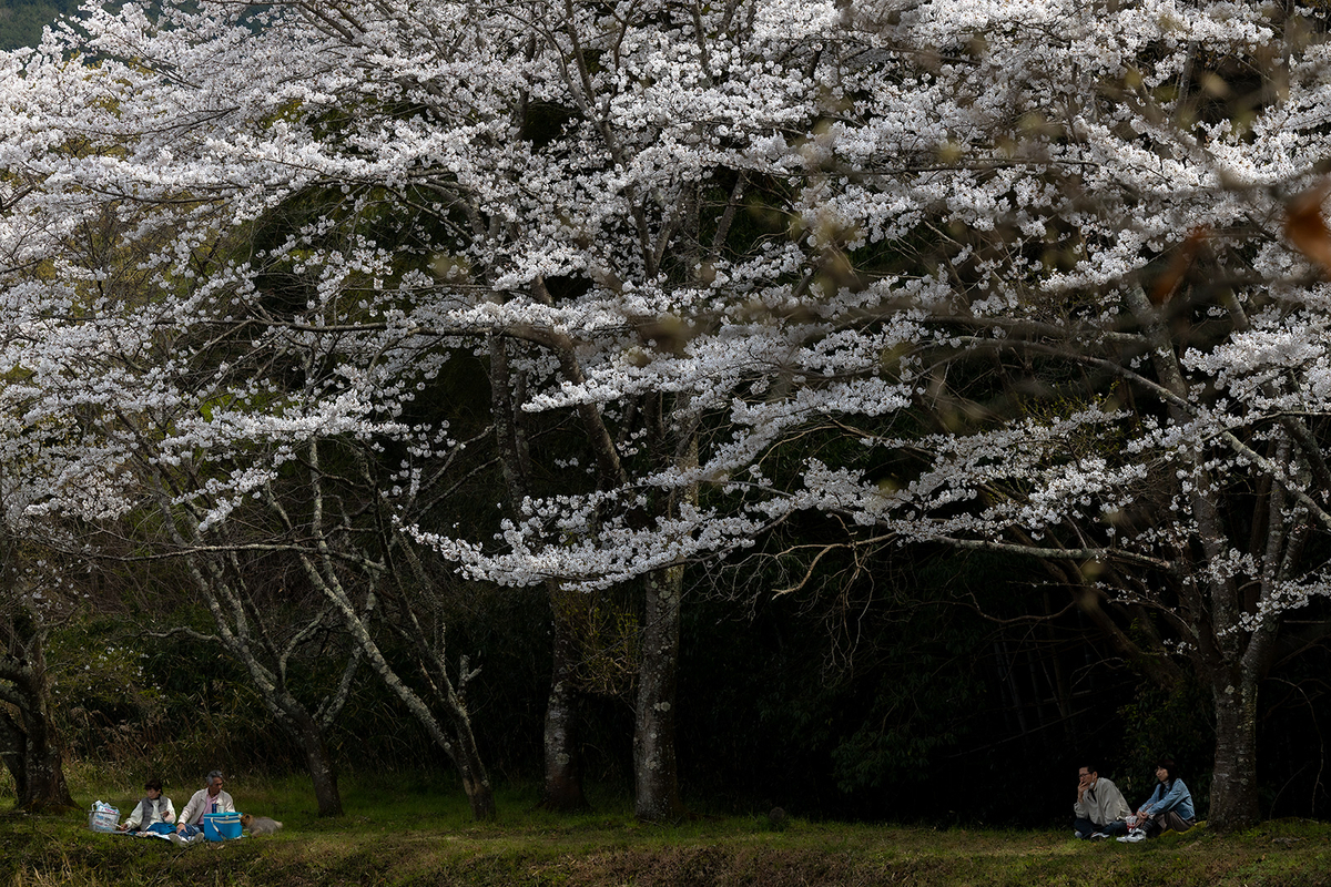 内山永久寺跡の桜