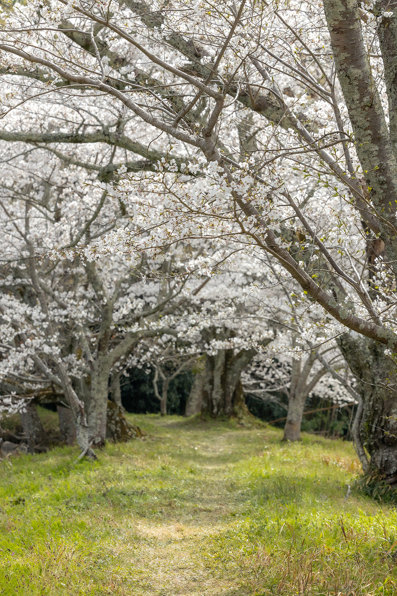 内山永久寺跡の桜