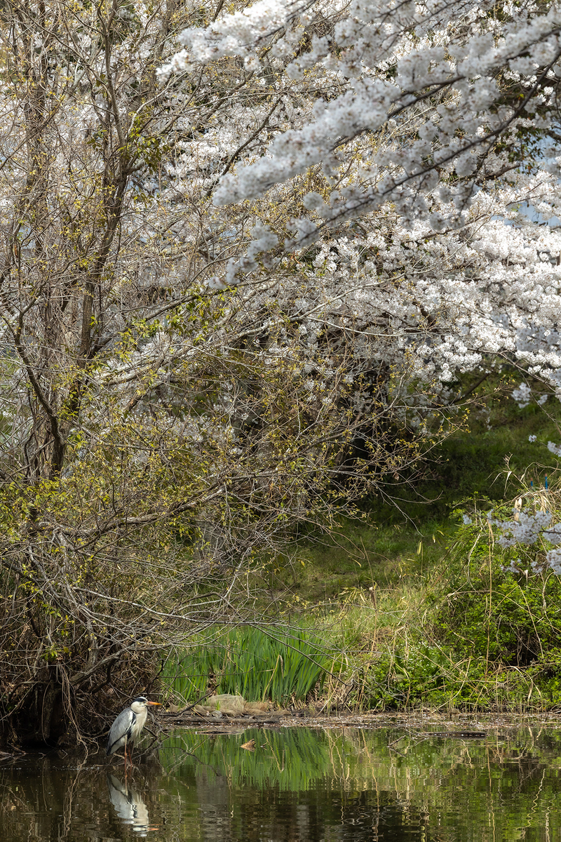 内山永久寺跡の桜