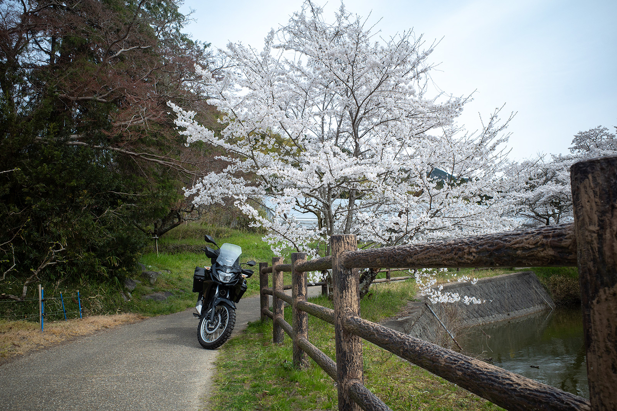内山永久寺跡の桜