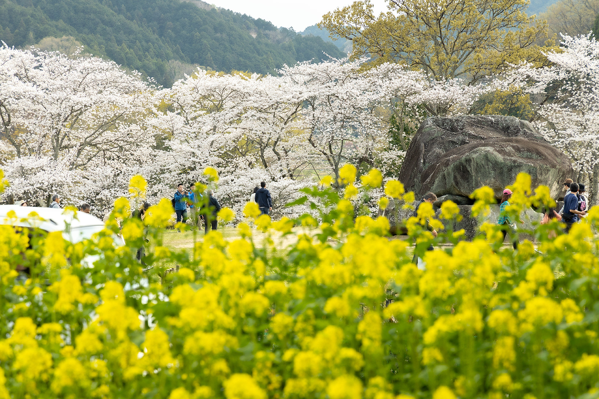 明日香村石舞台古墳