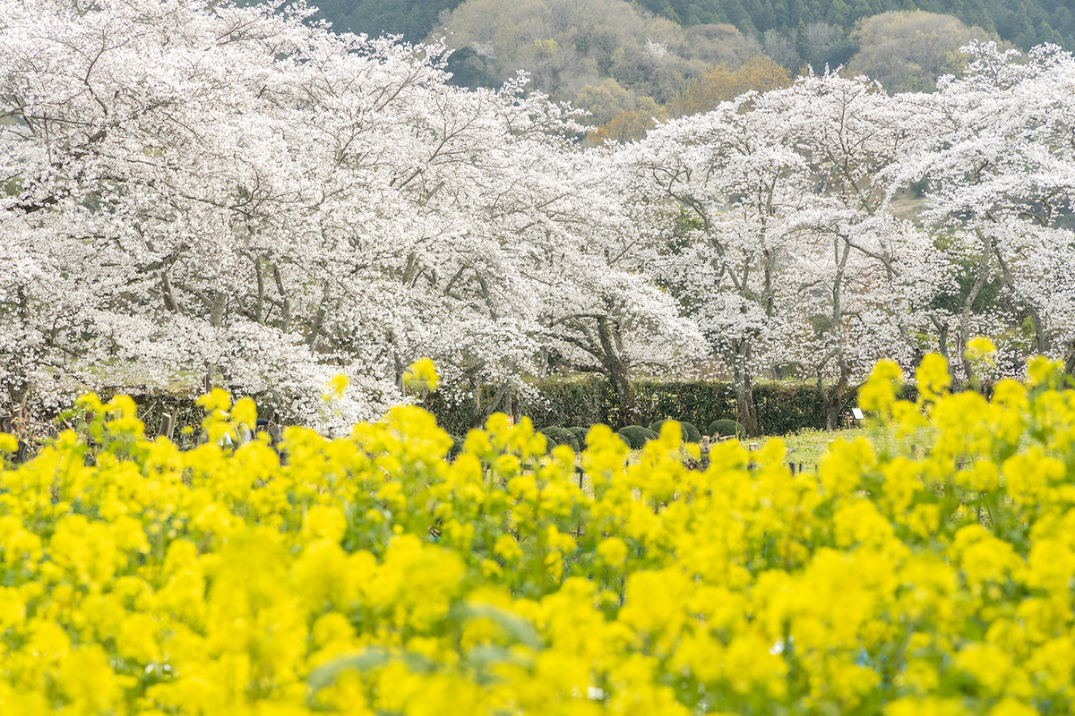 明日香村石舞台古墳