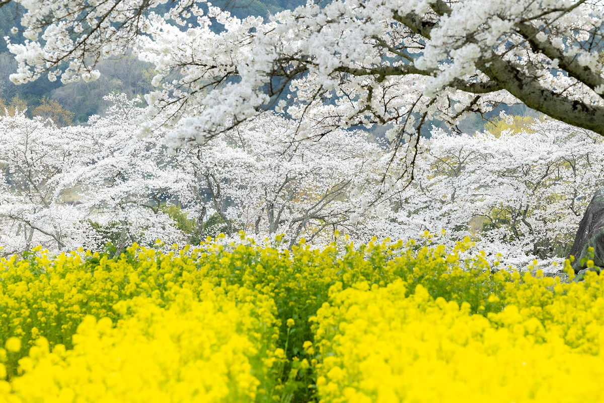明日香村石舞台古墳