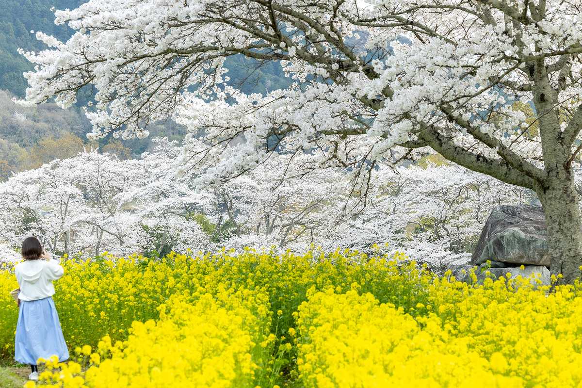 明日香村石舞台古墳