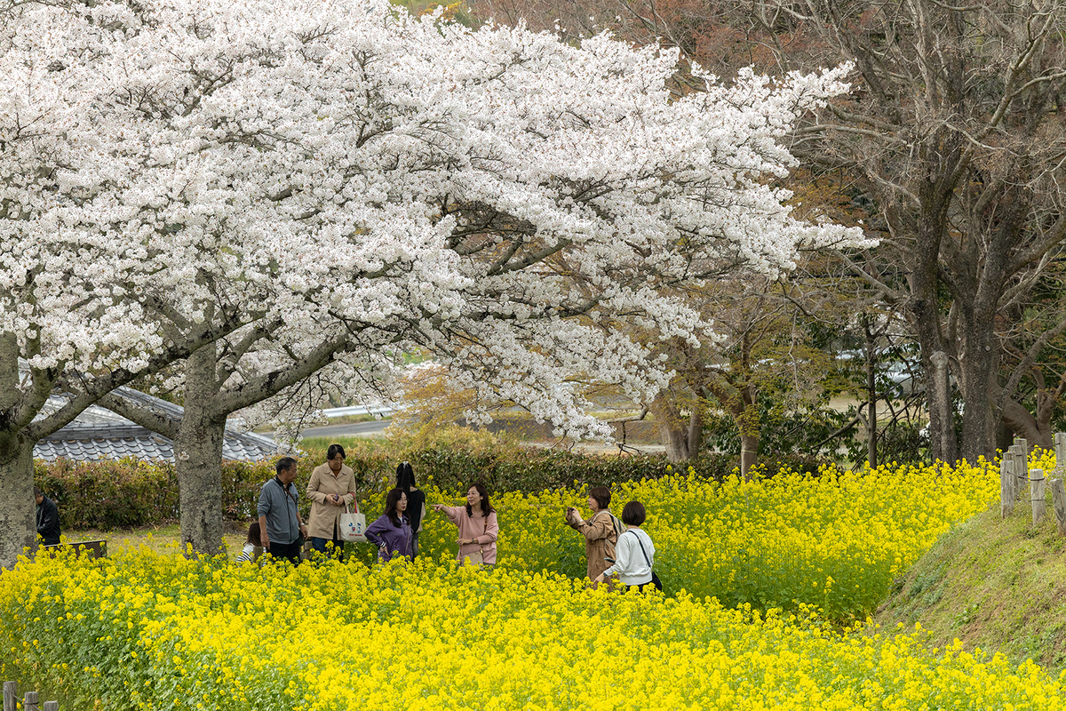 明日香村石舞台古墳