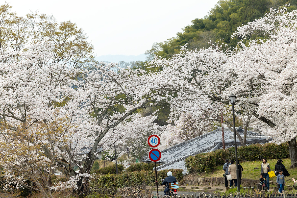 明日香村石舞台古墳