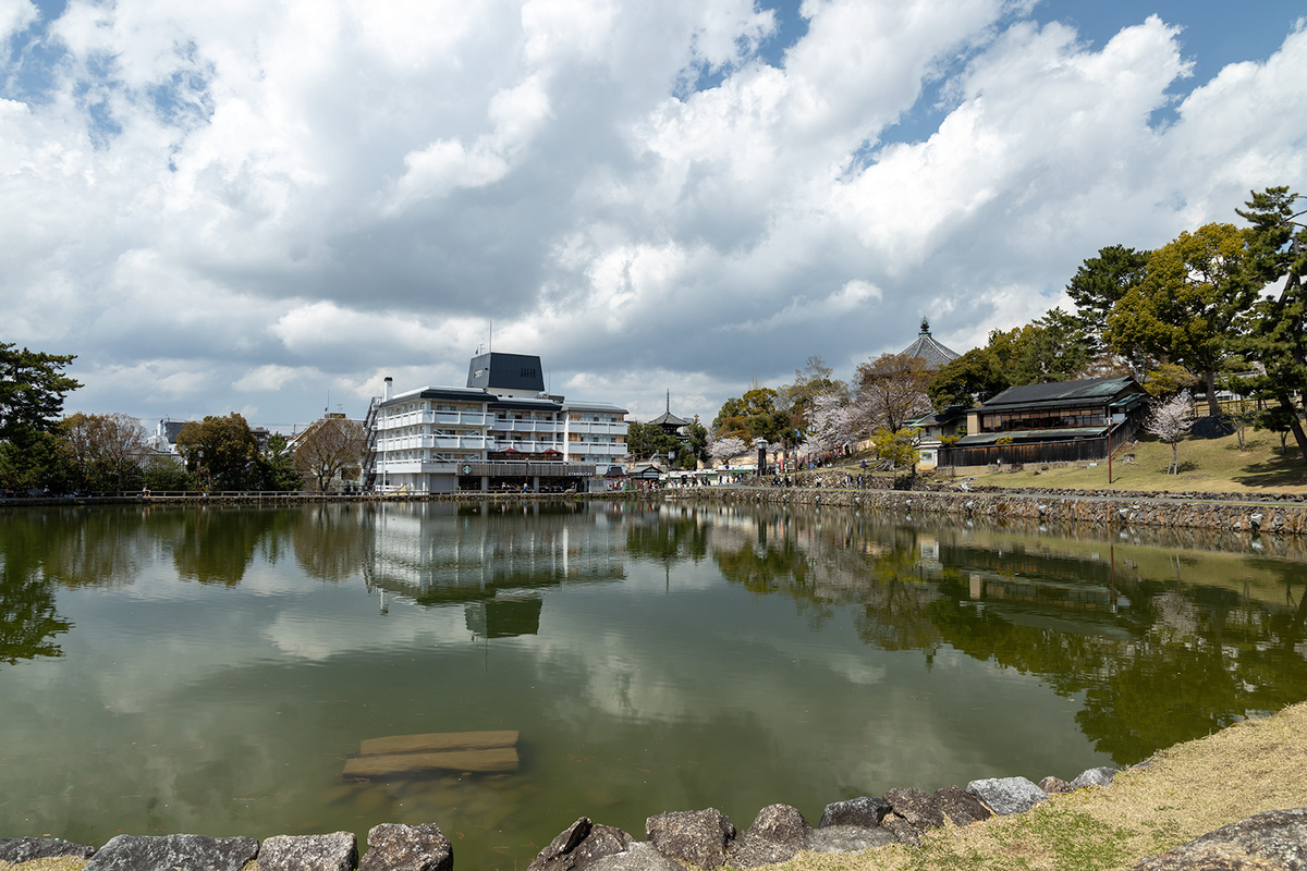 桜満開の奈良公園