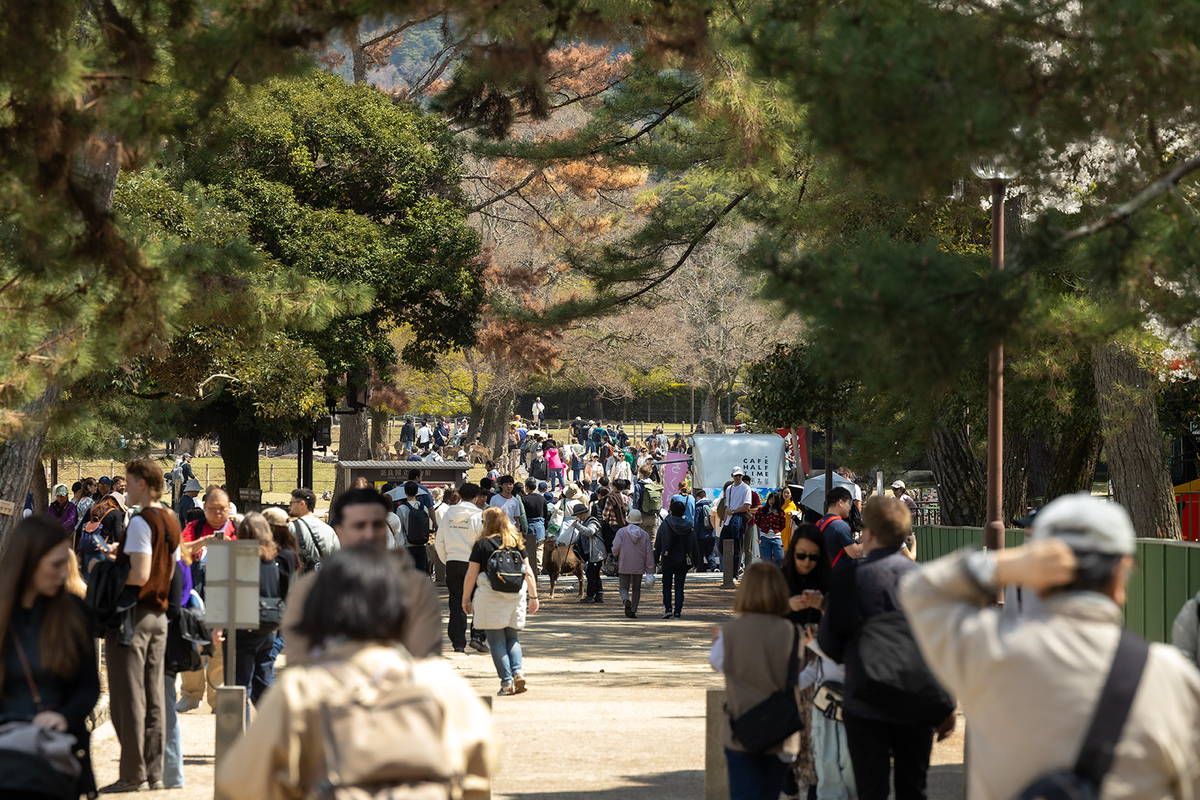 桜満開の奈良公園