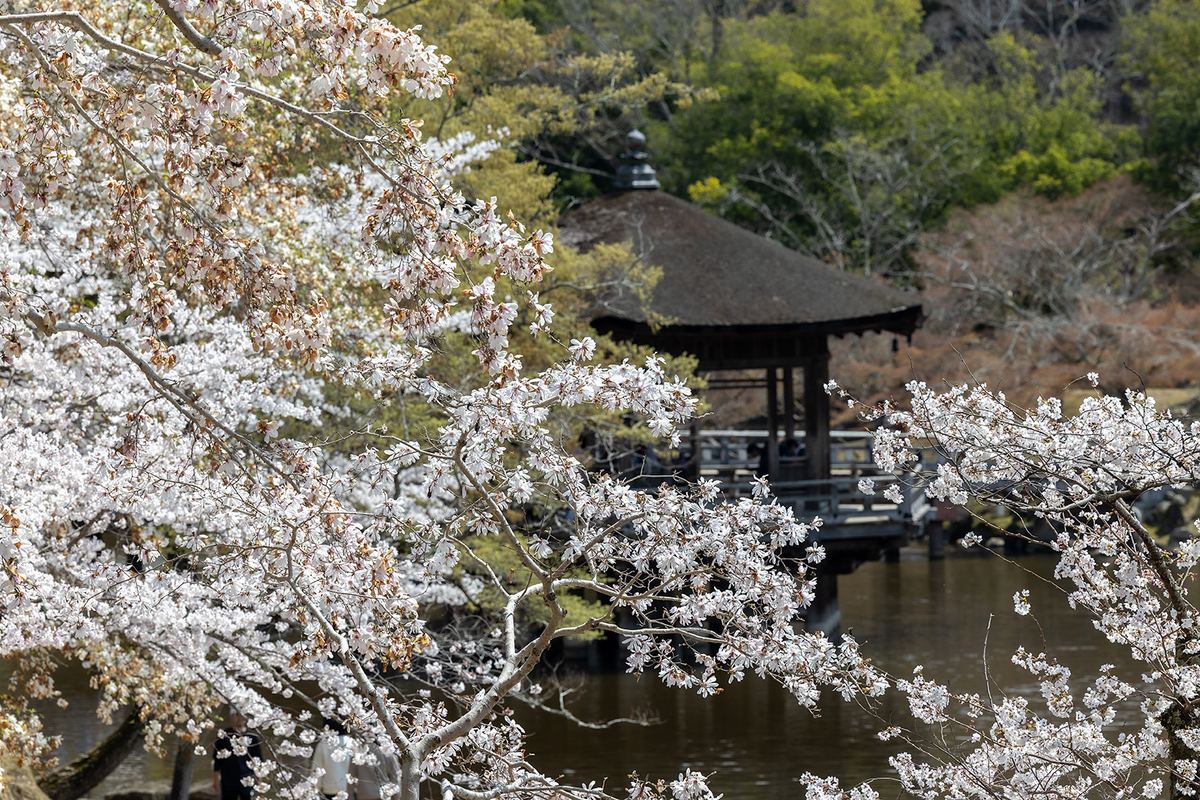 桜満開の奈良公園
