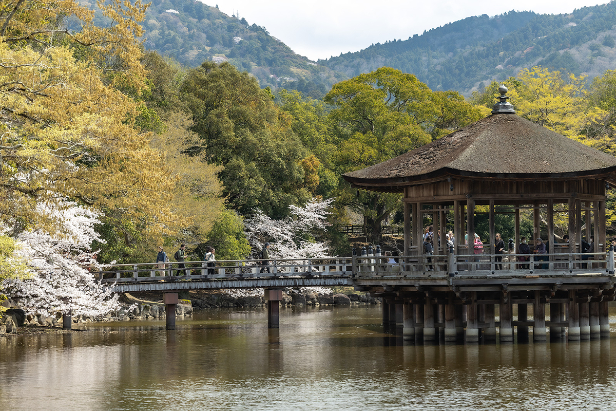 桜満開の奈良公園
