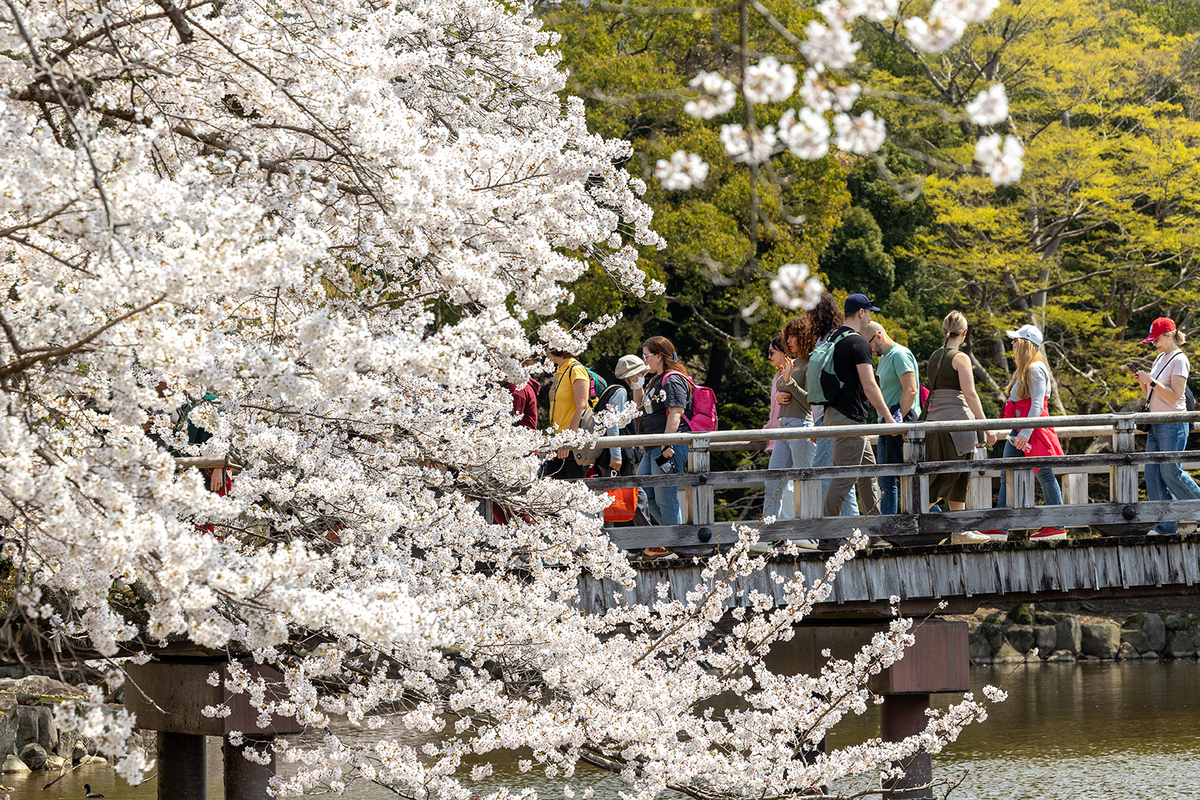 桜満開の奈良公園
