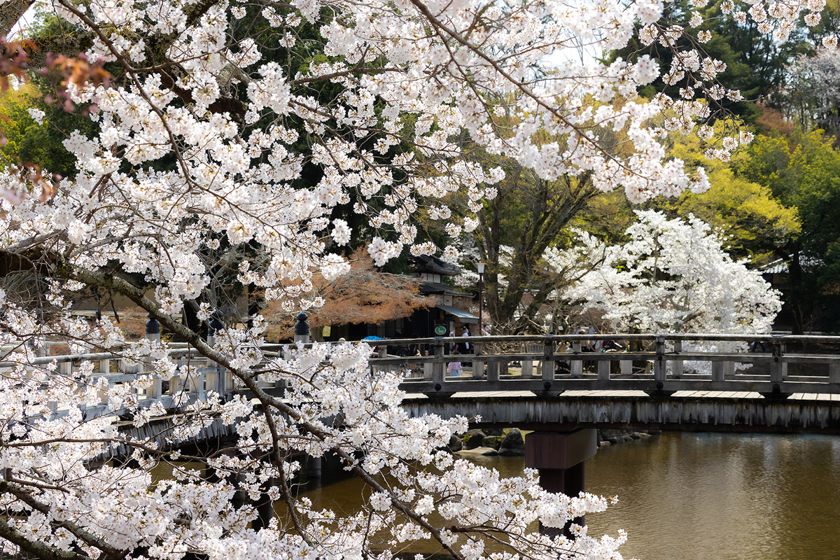 桜満開の奈良公園