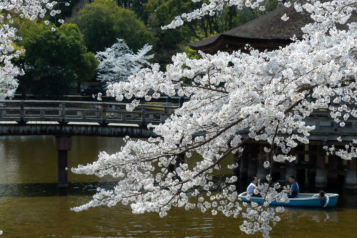 桜満開の奈良公園