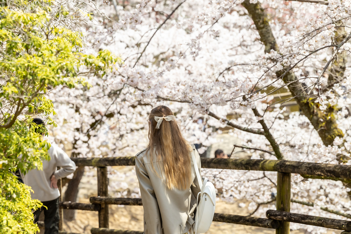 桜満開の奈良公園