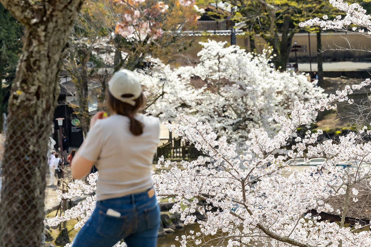 桜満開の奈良公園
