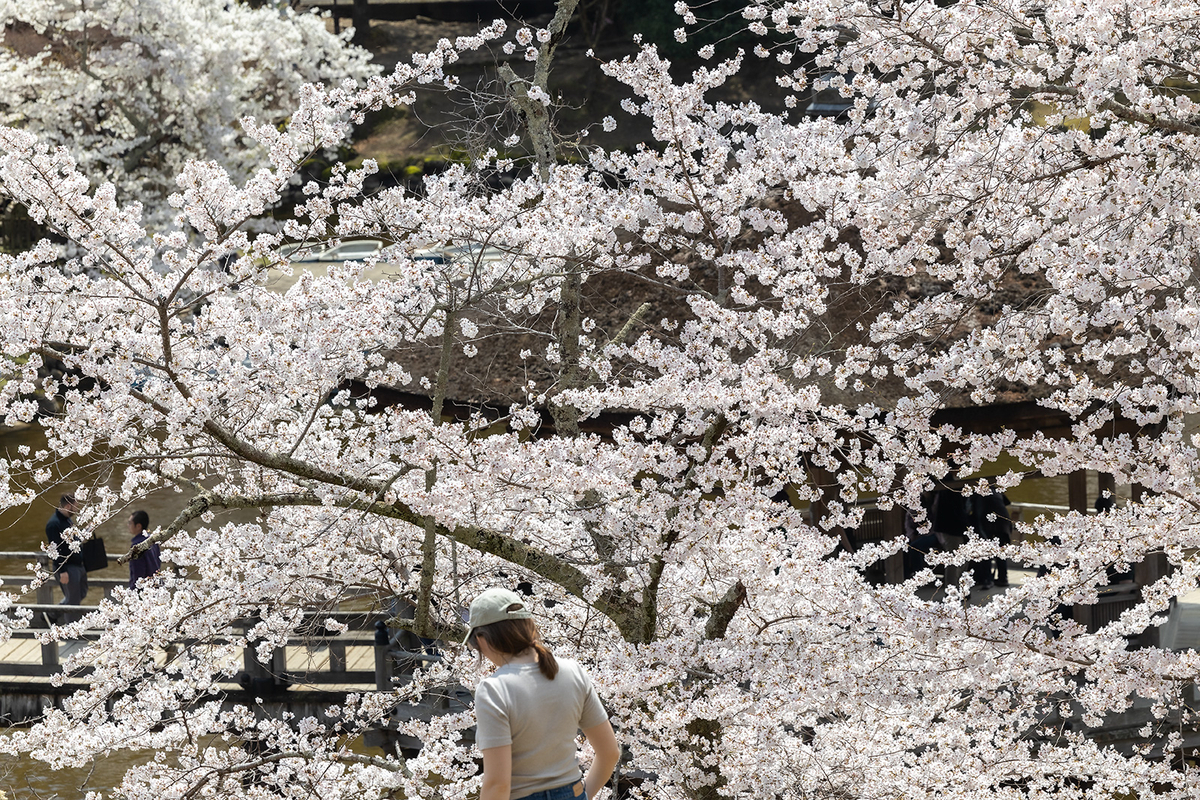 桜満開の奈良公園