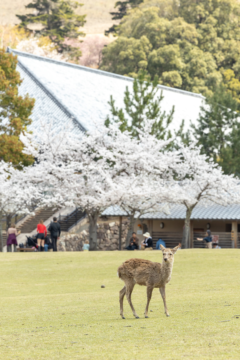 桜満開の奈良公園