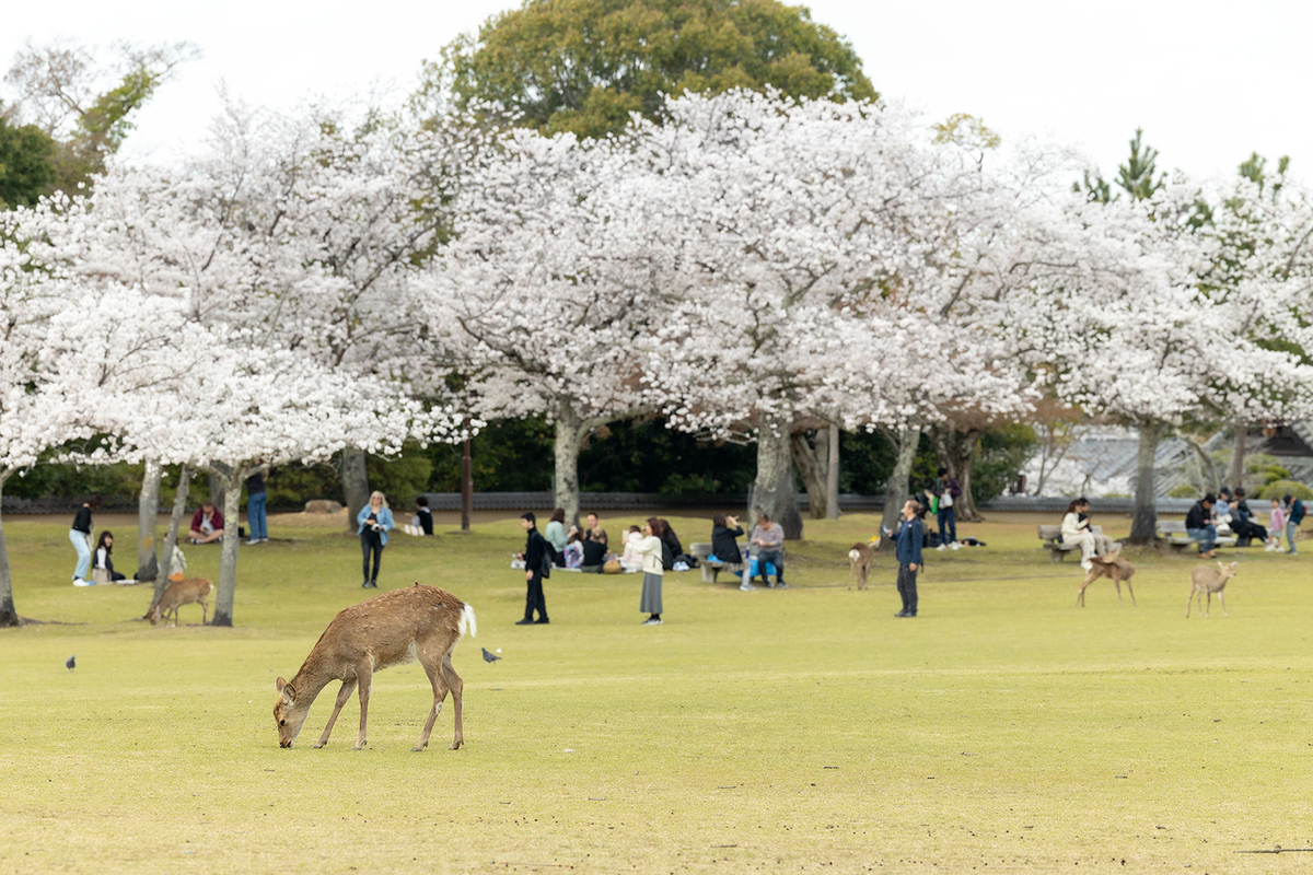 桜満開の奈良公園