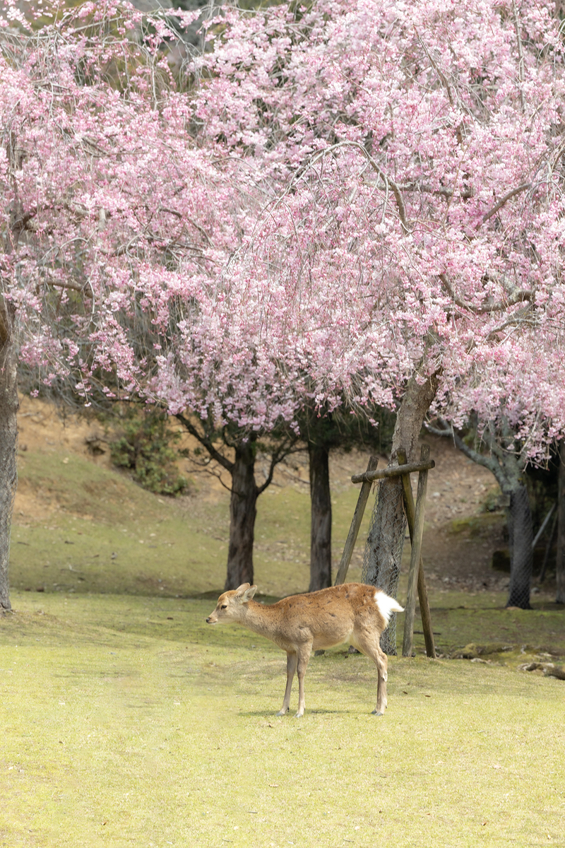 桜満開の奈良公園