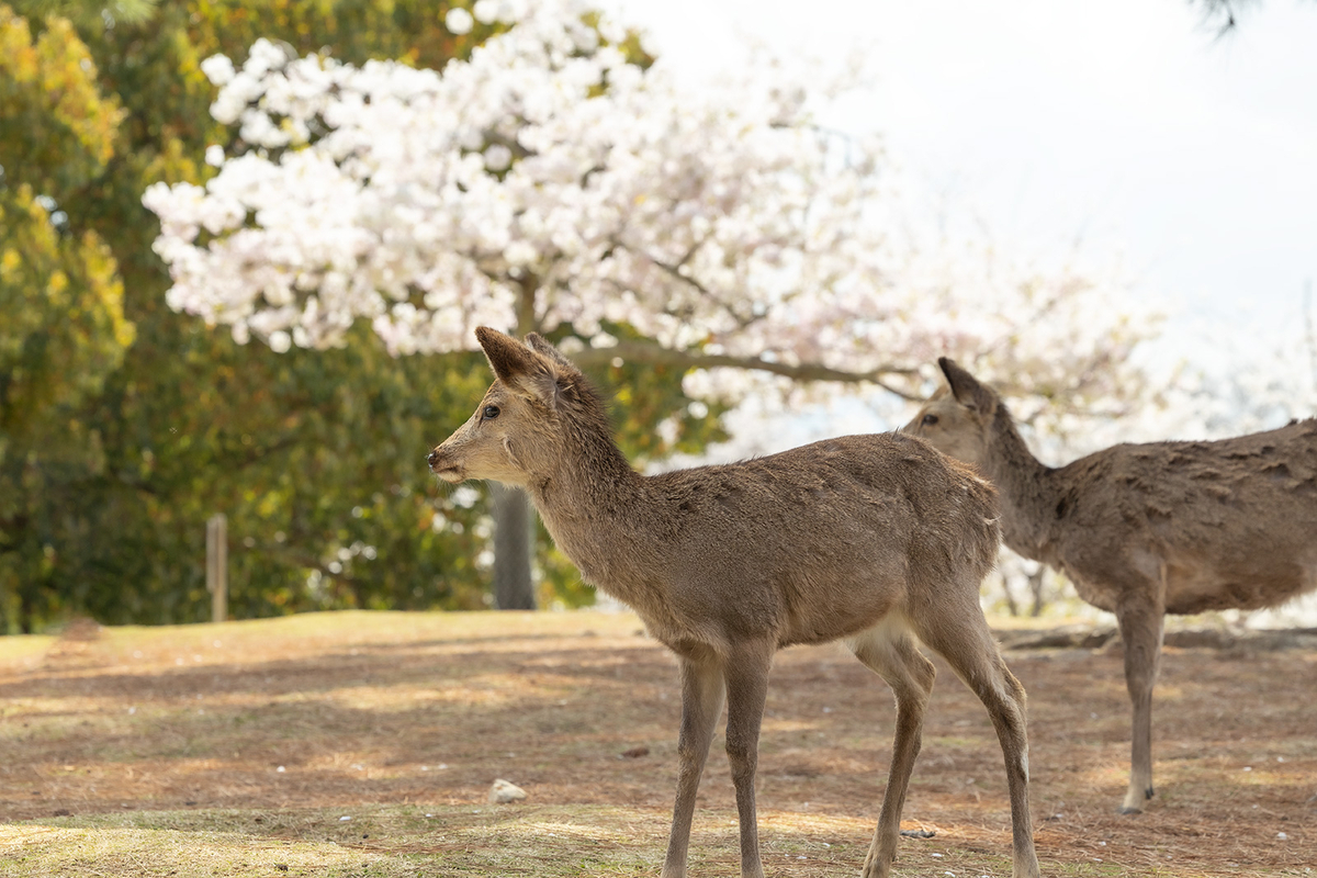 桜満開の奈良公園