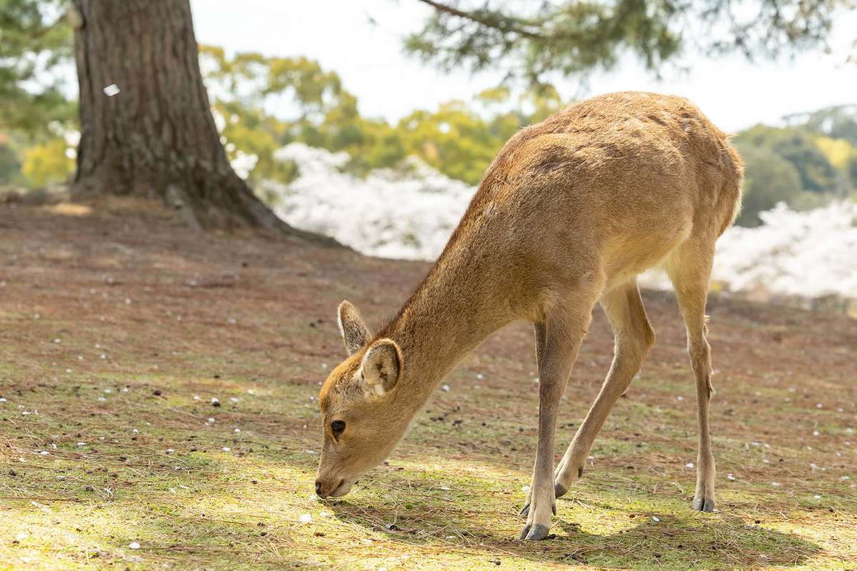 桜満開の奈良公園