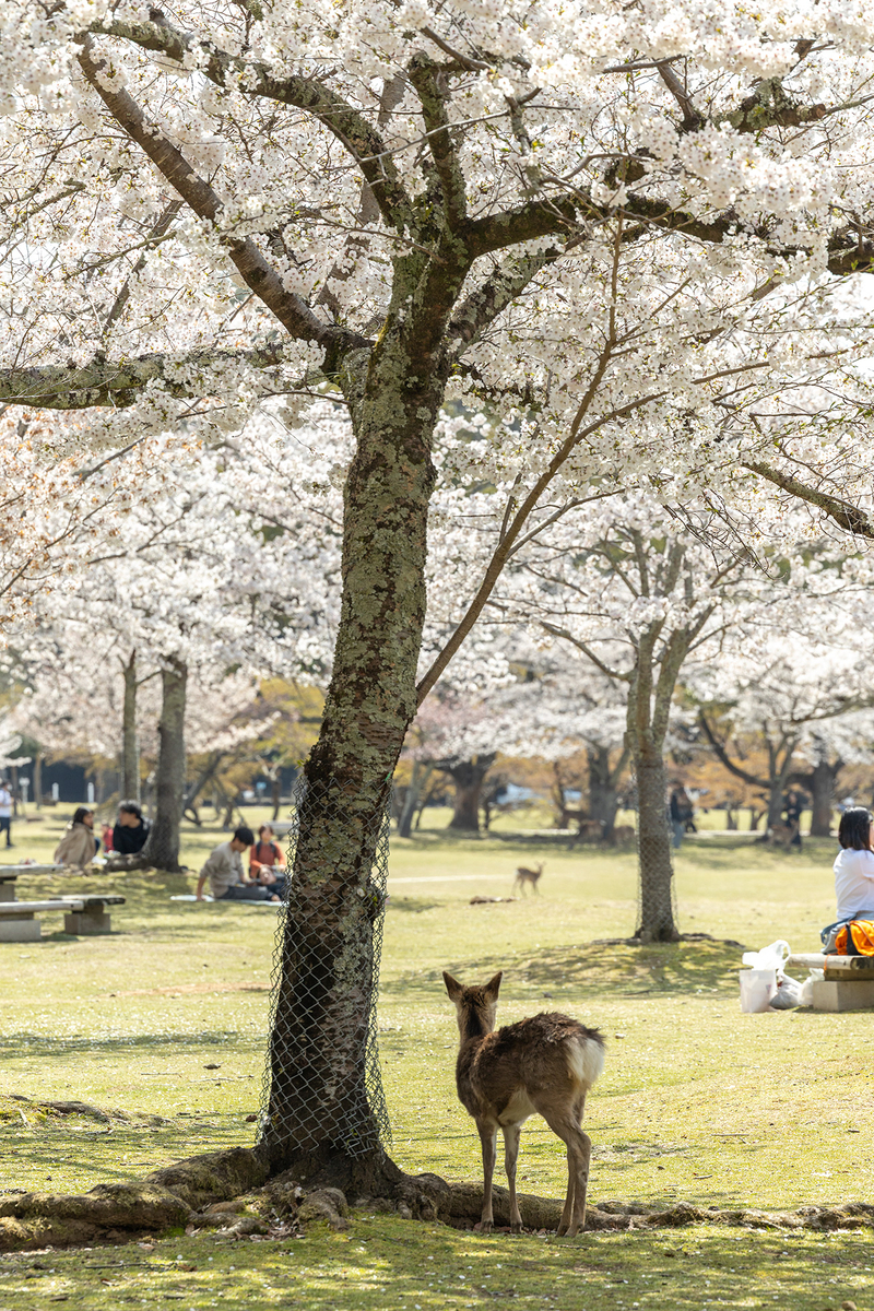 桜満開の奈良公園