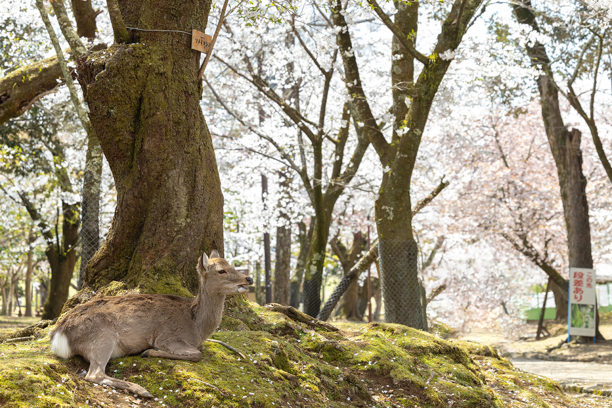 桜満開の奈良公園