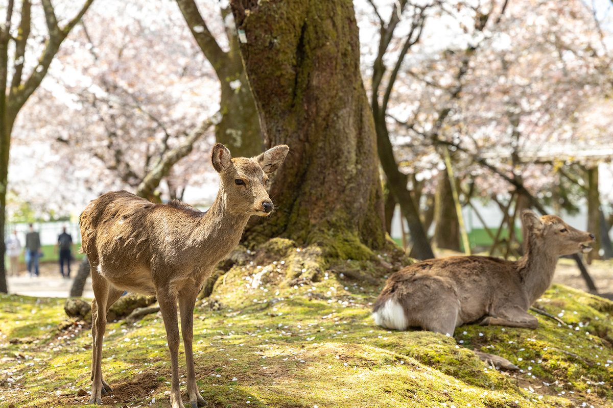 桜満開の奈良公園