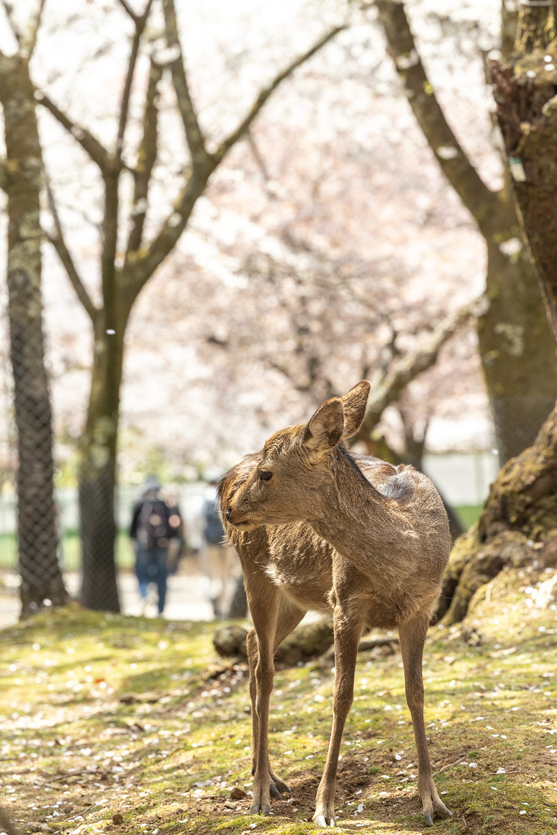 桜満開の奈良公園