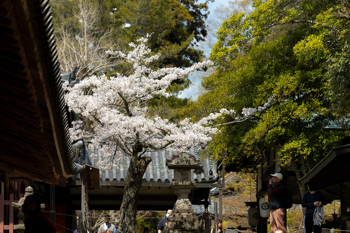 桜満開の奈良公園