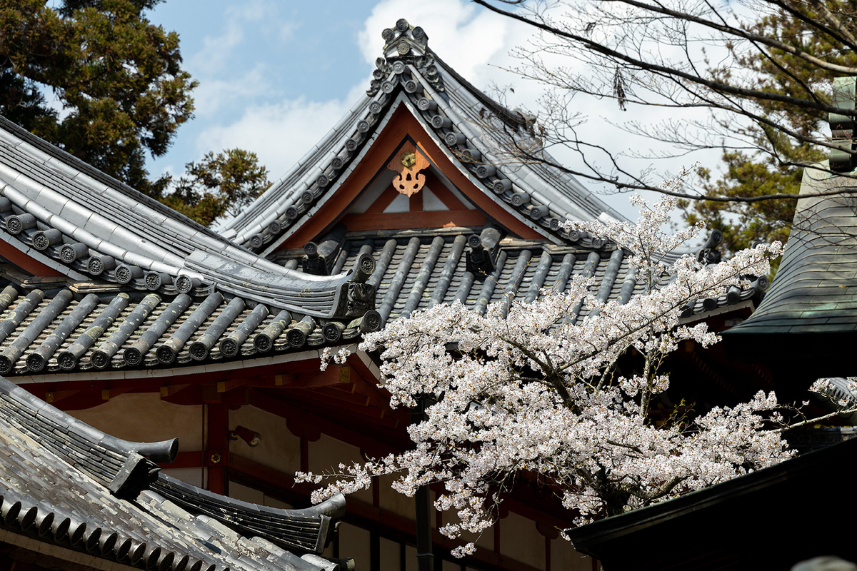 桜満開の奈良公園