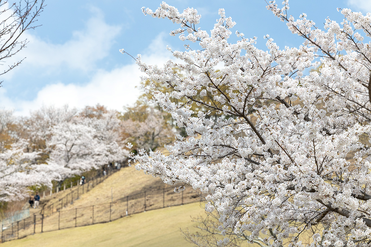 桜満開の奈良公園