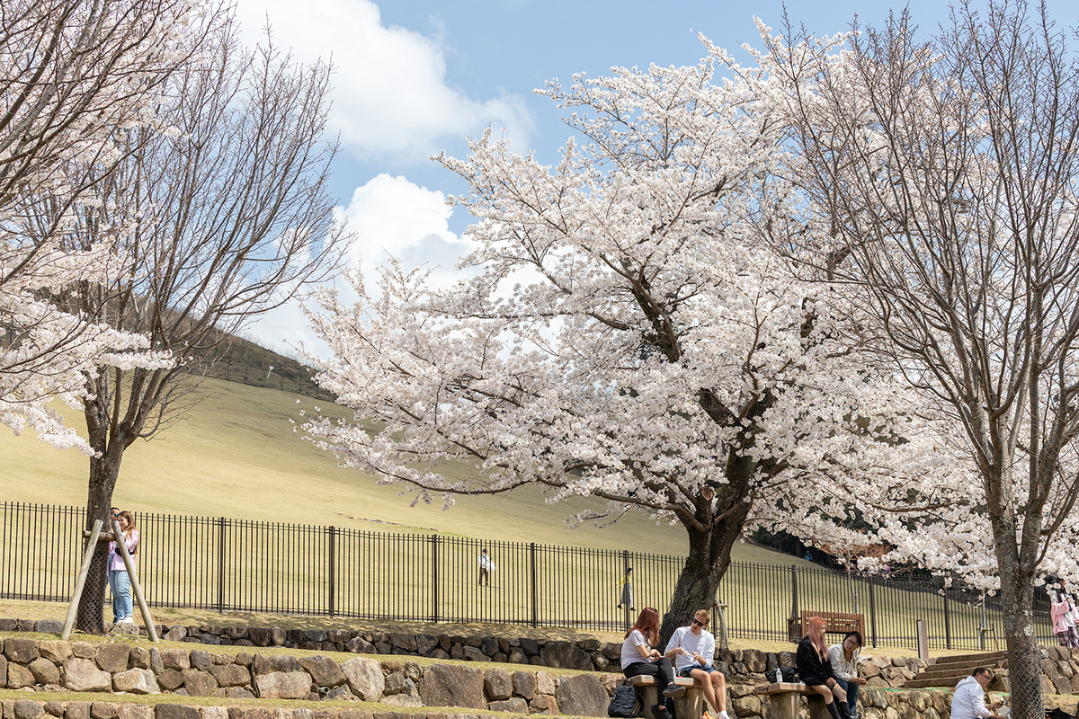 桜満開の奈良公園