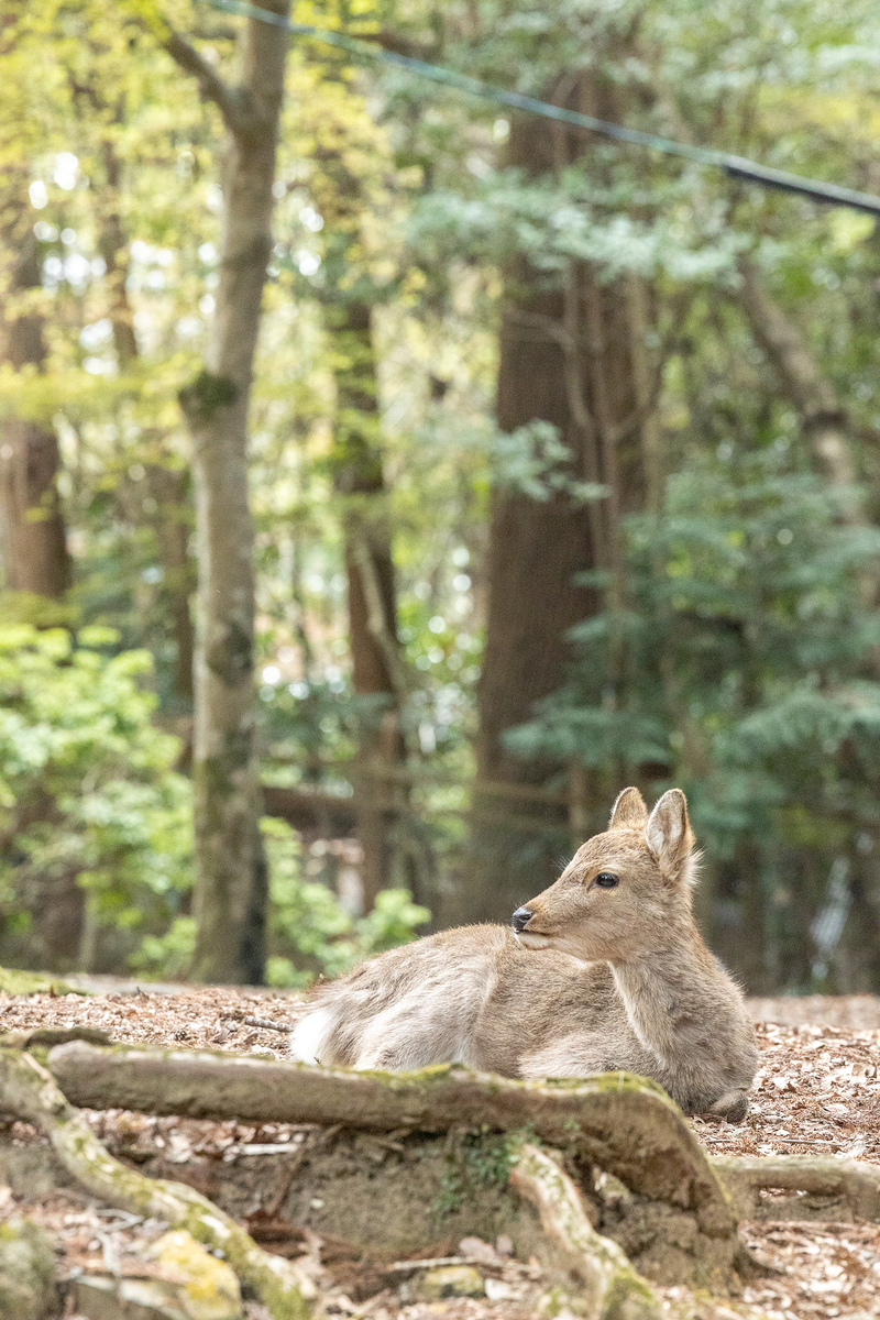 桜満開の奈良公園